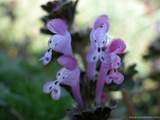 foto de flores zapatitos de la Virgen, Lamium Amplexicaule L., labiada, Ortiga muerta (E.), Lamier � feuilles embrassantes (F.), Dead nettle (I.), Stengelumfassende Taubnessel (A.), Erba ruota (It.), Chuchapitos (P.), con tama�o de 160X120; ver distintas medidas disponibles a la derecha